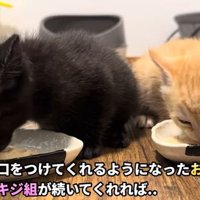 ごはんタイム