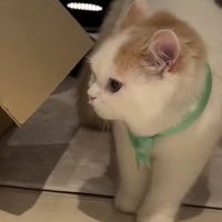 様子をうかがうティムくん