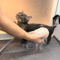 シャワー