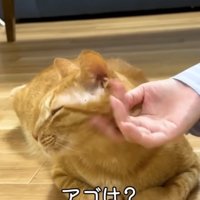 アゴをなでられているまるとら