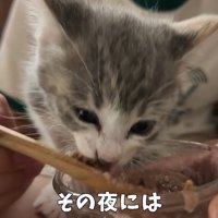 ご飯を食べさせてもらっている子猫