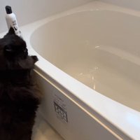 おふろでつかまり立ちをして洗われている黒猫