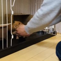 ママにケージに入れられる茶トラ子猫