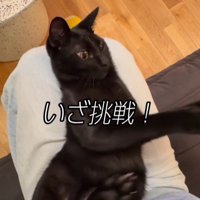 仰向けの猫