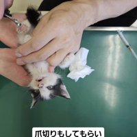 爪切りをされる子猫