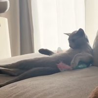 ソファでくつろぐ猫