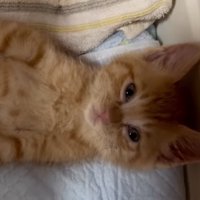 無表情な子猫のアップ