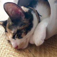 寝ている猫