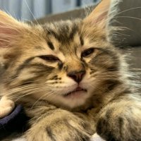 薄目を開けている子猫