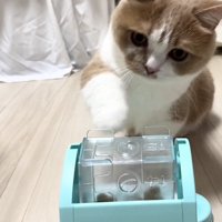 おもちゃで遊ぶ猫の写真1