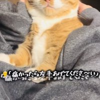 ママに抱っこされるマンチカン
