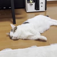 室内にいる猫