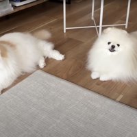 2匹でならぶ猫と犬