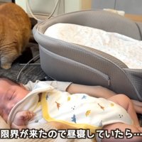 赤ちゃんを抱いて昼寝をする人と猫