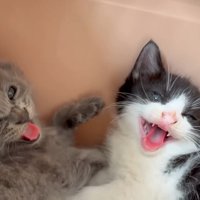 威嚇する2匹の子猫