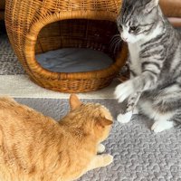 左足で茶トラ猫を手のひらを広げて触ろうとするサバ白猫