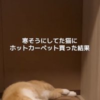 寝転がっている猫の下半身