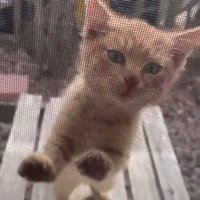 網戸越しに家の中を見る子猫
