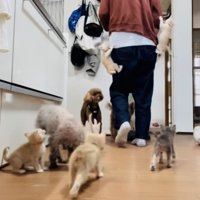 投稿主さんのごはんの準備が待ちきれず騒ぐ子猫たち