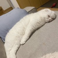 横向きで手足を伸ばして眠る猫