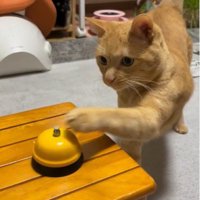 呼び出しベルを鳴らしている猫