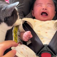 泣いている赤ちゃんと猫