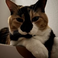 カメラ目線の猫