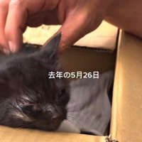 保護当時の黒猫
