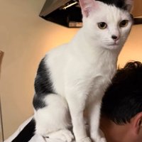 飼い主の背中に乗る猫