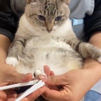 余裕そうな猫