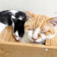 むぎくんの背中に顔をうずめるチーノくん
