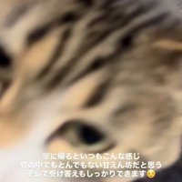 人の膝の上に乗った猫のアップ