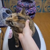 ブルブルマシンの上に乗っている猫