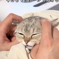 マッサージされている猫の写真1