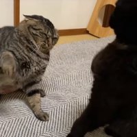 叩かれた猫