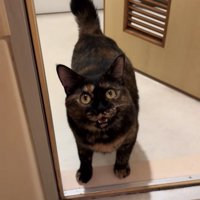 お風呂場の前でママに向かって鳴くサビ猫