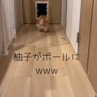 ボールを掴んだままでんぐり返りする猫