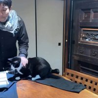 服の毛を取る飼い主と猫