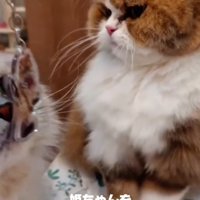 キーホルダーを見つめる猫