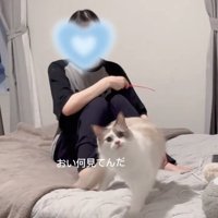 遠くを見る猫