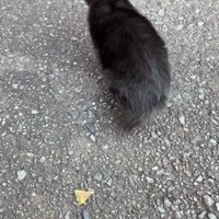 黒猫の背中