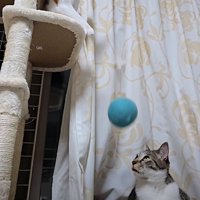 ボールを見つめる猫