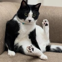 ソファに寄りかかるハチワレ猫