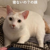 布団に寝転がって飼い主を見つめる猫