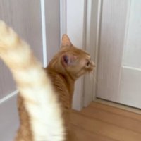 廊下を歩き回る猫
