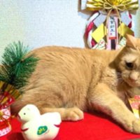 正月飾りと猫