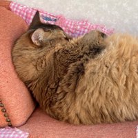 腕組みする猫