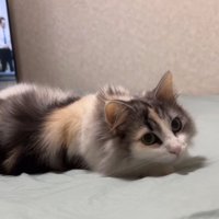 寝そべる猫