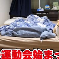 寝室に集まる猫
