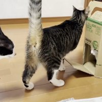 段ボール箱に集まる3匹の猫